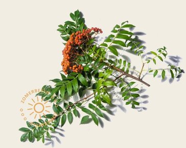 Sorbus commixta 'Fireball'