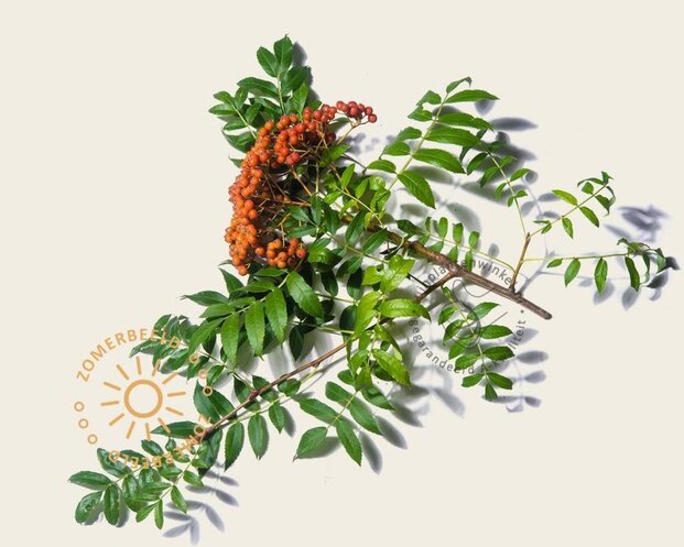 Sorbus commixta 'Fireball'