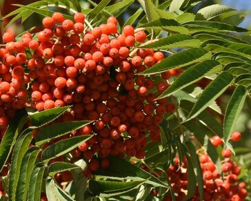 Sorbus commixta 'Fireball'