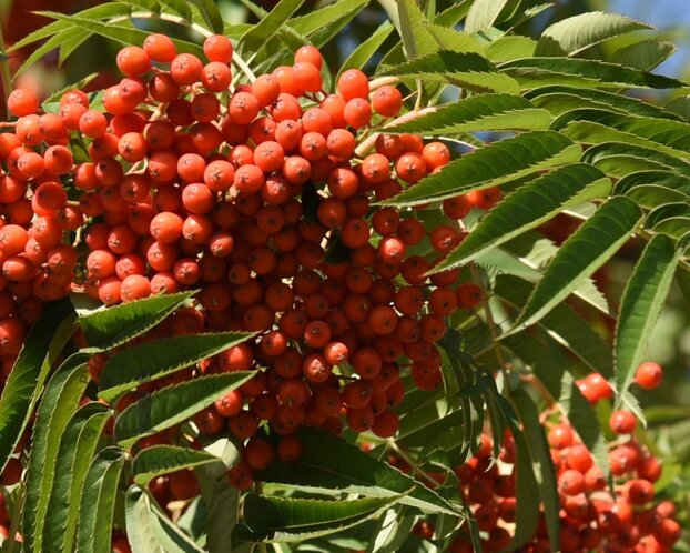 Sorbus commixta 'Fireball'