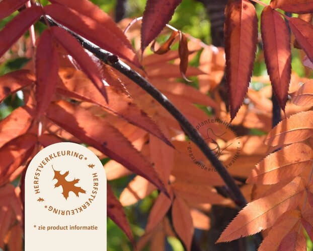 Sorbus commixta 'Fireball'