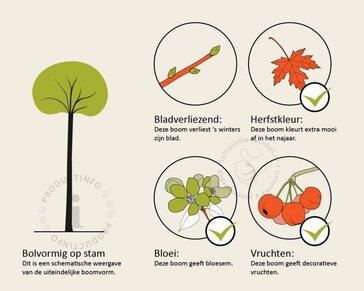 Sorbus commixta 'Fireball'