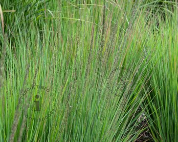 Molinia caerulea 'Moorhexe'