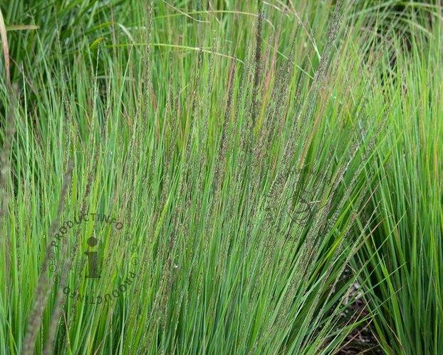 Molinia caerulea 'Moorhexe'
