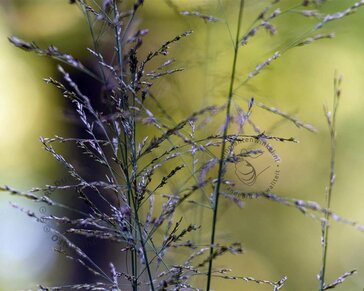 Molinia caerulea 'Moorhexe'