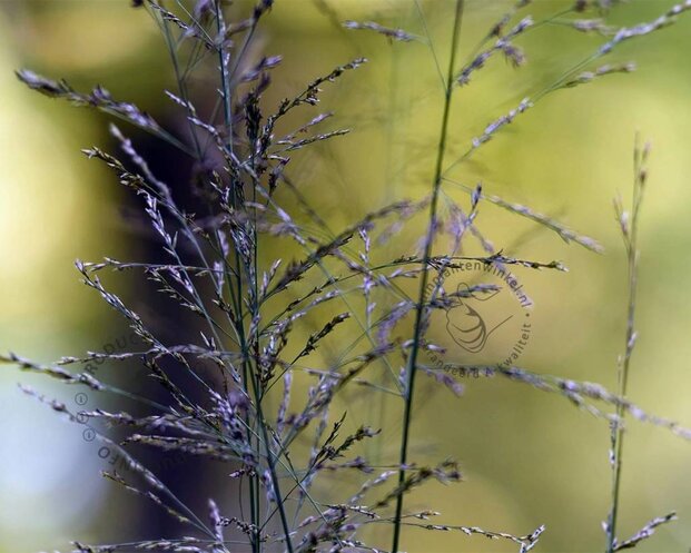 Molinia caerulea 'Moorhexe'