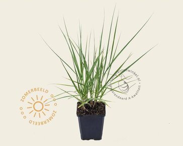 Molinia caerulea 'Moorhexe'