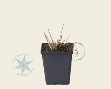 Molinia caerulea 'Moorhexe'