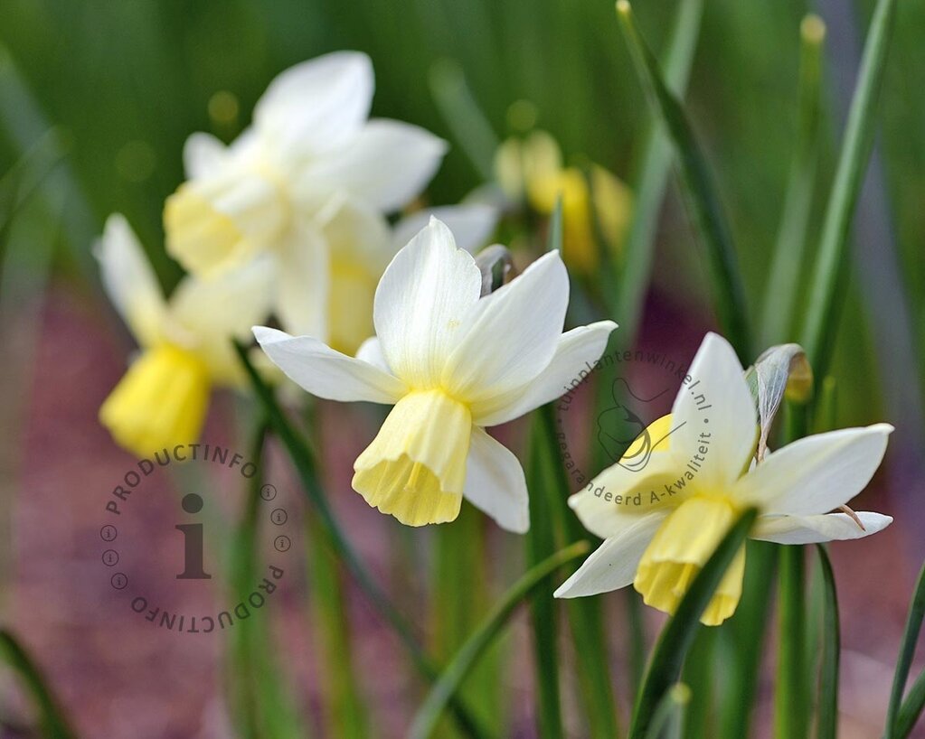 Narcissus 'Sailboat'