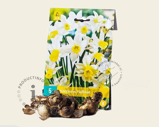 Narcissus 'Sailboat'