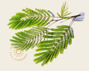 Albizia julibrissin 'Boubri' - hoogstam