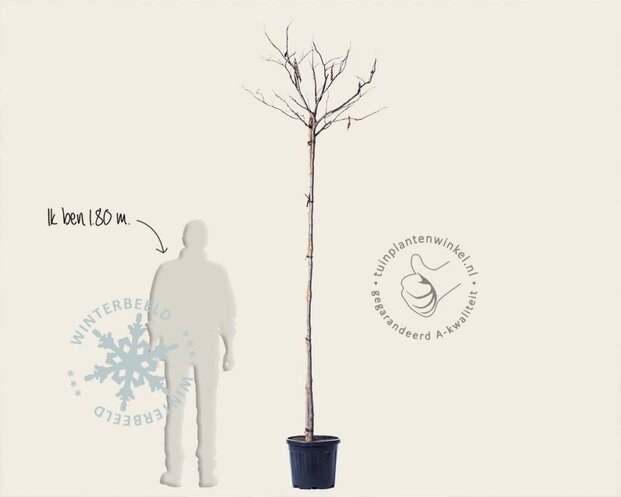 Albizia julibrissin 'Boubri' - hoogstam