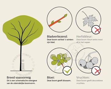 Albizia julibrissin 'Boubri' - hoogstam