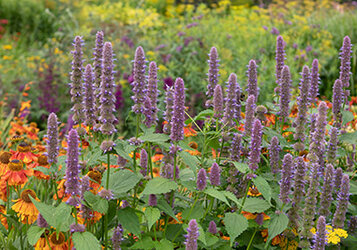 Informatie over lage vaste planten die winterhard zijn
