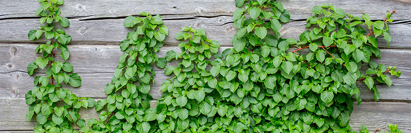 Zelfhechtende klimplanten