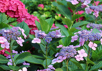 Hortensia snoeien: tips & tricks