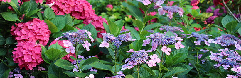 Hortensia snoeien: tips & tricks