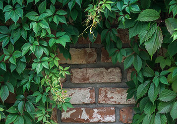 Kiezen voor snelgroeiende klimplanten