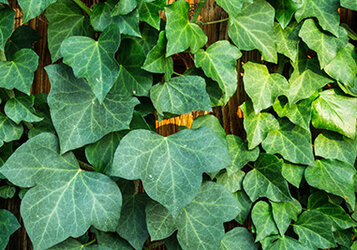 Hedera planten als groene schutting