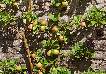Leifruit tegen een muur plaatsen