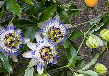 Hoe en wanneer Passiebloem snoeien?