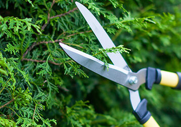 Tips voor het snoeien van coniferen