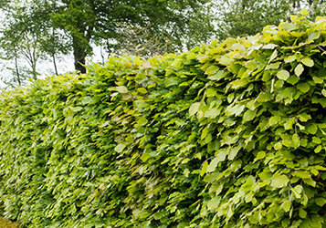 Snoeien van een Beukenhaag: Een gids voor elke tuinier