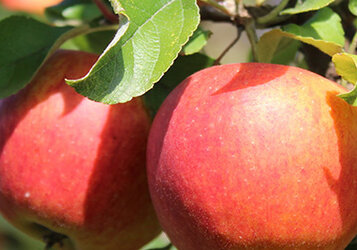 Appelboom planten: Tips & tricks