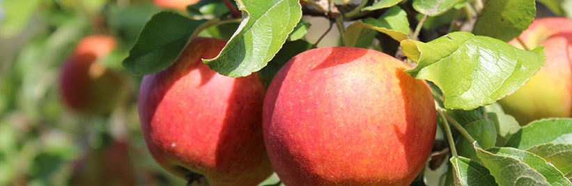 Appelboom planten: Tips & tricks