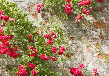 Klimroos tegen muur of pergola laten groeien 