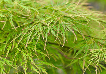 Hoe moet ik een Japanse Esdoorn snoeien?