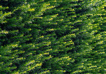 Aanplanten van een smalle haag - Mogelijkheden en verzorging