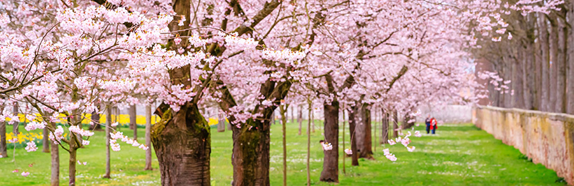 Bomen met roze bloemen: Een betoverende toevoeging aan uw tuin