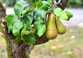  Hoe moet je een Perenboom snoeien?