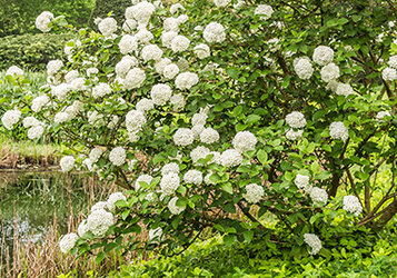 Viburnum snoeien: Tips  voor de verschillende soorten