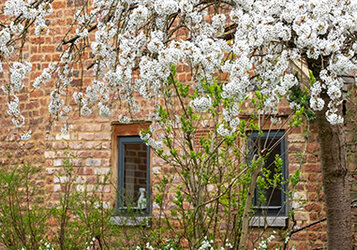 Bomen voor in een voortuin