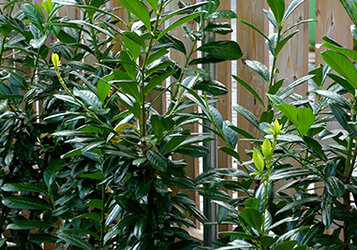 Hoge planten voor een schutting plaatsen