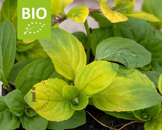 Mentha gracilis 'Ginger' Puur