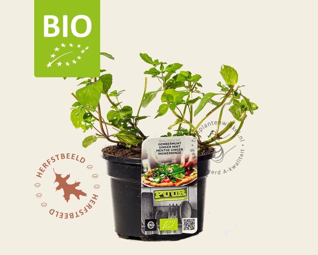Mentha gracilis 'Ginger' Puur