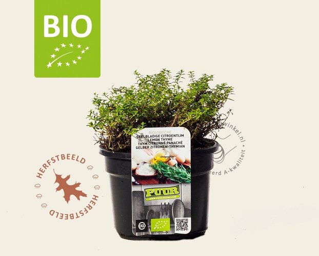 Thymus citriodorus 'Aureus' - Puur