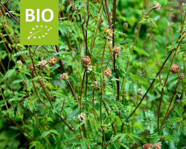 Sanguisorba minor Puur