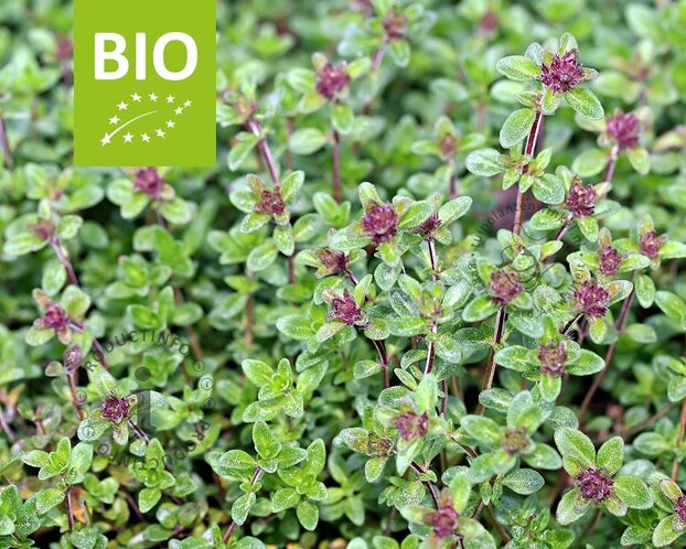 Thymus citriodorus 'Lemon Green' - Puur