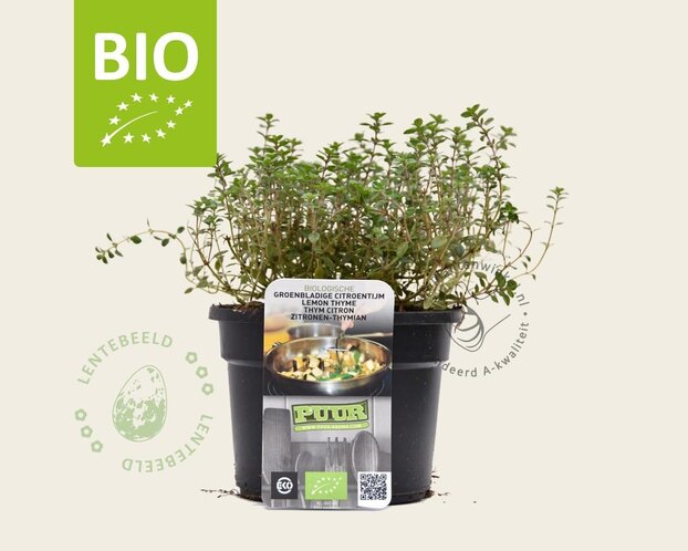 Thymus citriodorus 'Lemon Green' - Puur