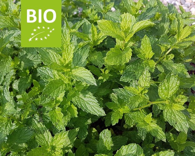 Mentha spicata 'Maroccan' Puur