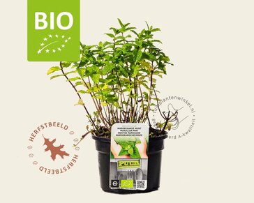 Mentha spicata 'Maroccan' Puur
