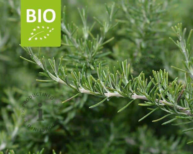 Rosmarinus officinalis 'Capri' Puur