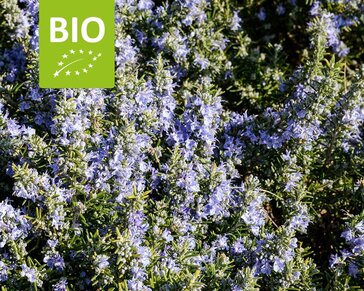 Rosmarinus officinalis 'Capri' Puur
