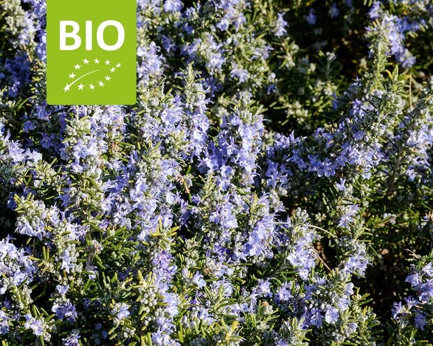 Rosmarinus officinalis 'Capri' Puur