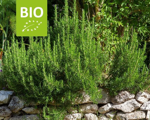 Rosmarinus officinalis 'Capri' Puur