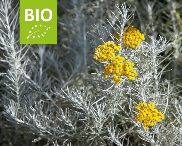 Helichrysum italicum - Puur